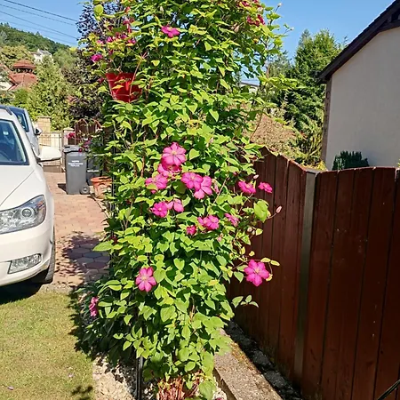 Privat bolig Clematis *