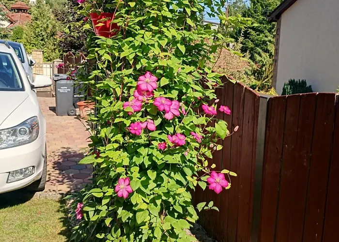 Accommodatie bij particulieren Clematis *